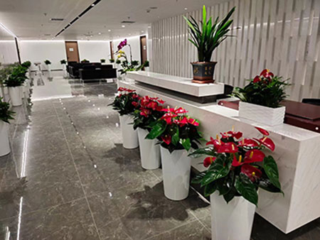 北京辦公室綠植租賃,品種齊全貨鮮質(zhì)優(yōu)基地直供,先服務(wù)后收費(fèi),免費(fèi)上門設(shè)計(jì)-免費(fèi)上門維護(hù)-免費(fèi)更換綠植-免費(fèi)贈送一個(gè)月!